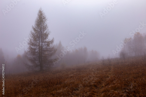 Autumn foggy mystical forest, fantasy autumn forest landscape. Large larch trees in thick fog on a background of forest. 