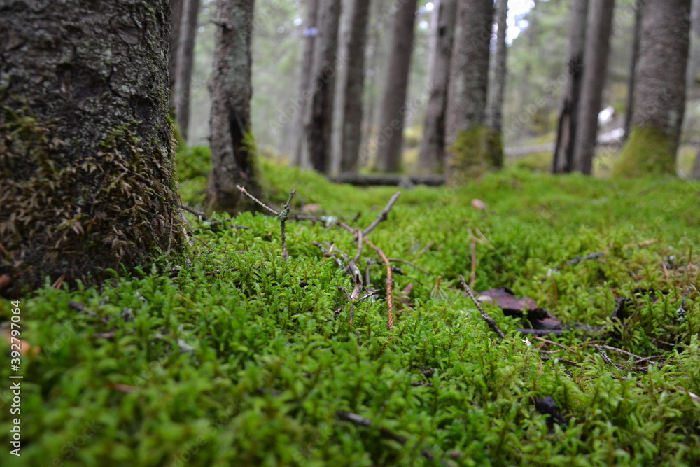 Moos im Wald Moos im Wald