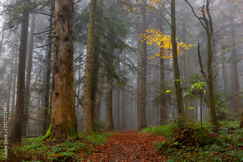 Autumn foggy mystical forest, fantasy autumn forest landscape. Carpathian coniferous fir forest in autumn with thick fog, fantastic mystical effect. 