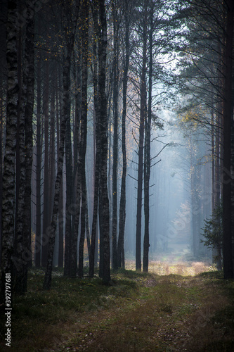 Mystical mood in the woodland. Contrasts in a pine forest - foggy landscape on a sunny day. Mazury region  Poland. Selective focus on the tree trunks  blurred background.