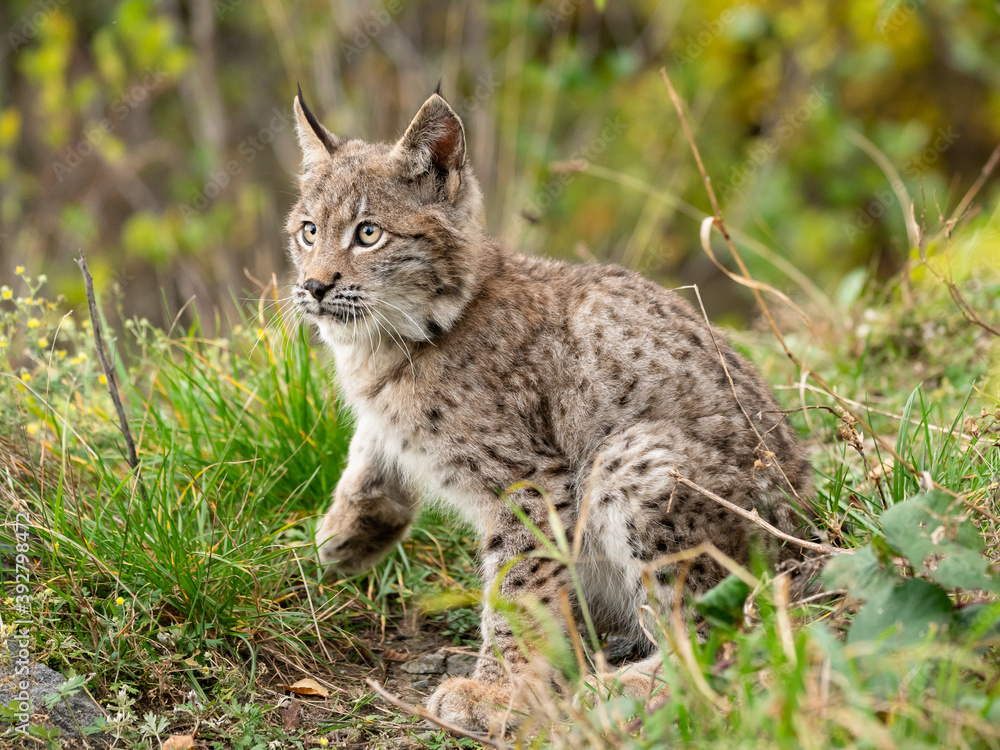 Lynx in green forest with tree trunk. Wildlife scene from nature. Playing Eurasian lynx, animal behaviour in habitat. Wild cat from Germany. Wild Bobcat between the trees Lynx in green forest with tree trunk. Wildlife scene from nature. Playing Eurasian lynx, animal behaviour in habitat. Wild cat from Germany. Wild Bobcat between the trees