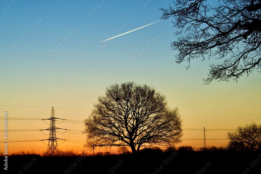 Silhouette of a winter tree at dawn