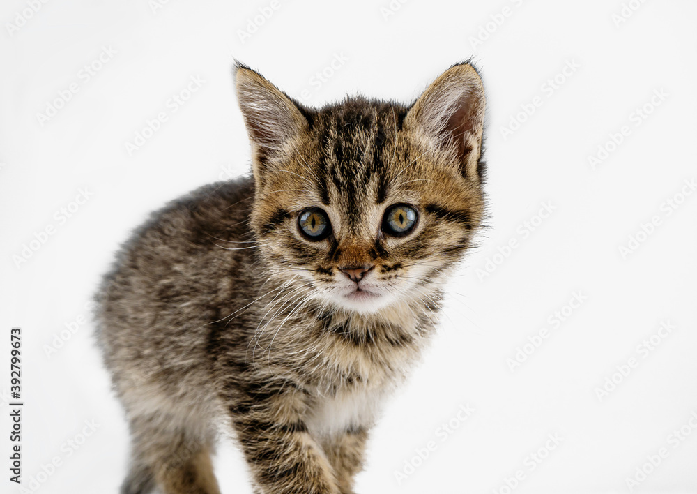 Kitten isolated on a white background. Gray, spotted tabby cat. Little fluffy pet. Cute tabby kitten. Small gray animal.