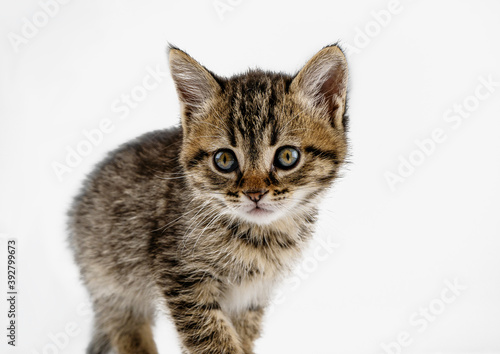 Kitten isolated on a white background. Gray, spotted tabby cat. Little fluffy pet. Cute tabby kitten. Small gray animal. © Real_life