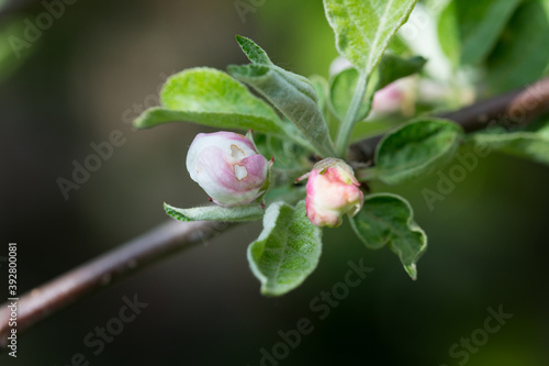 apple-tree branch affected by a flower-dweller