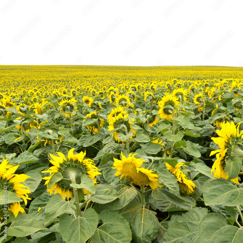 Obraz premium Field of blooming yellow sunflowers to horizon