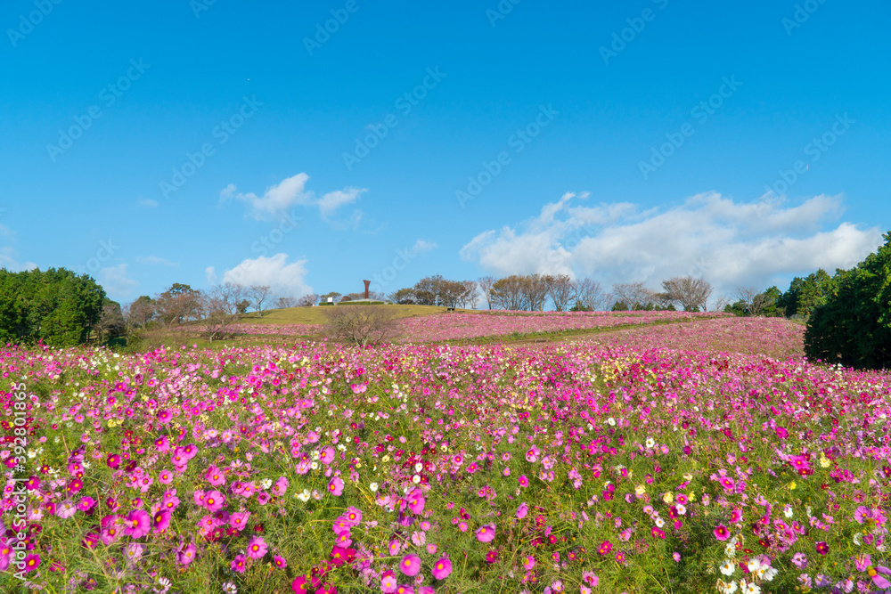 長崎県諫早市　白木峰高原に咲く秋桜