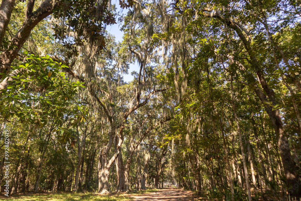 Fototapeta premium Wormsloe