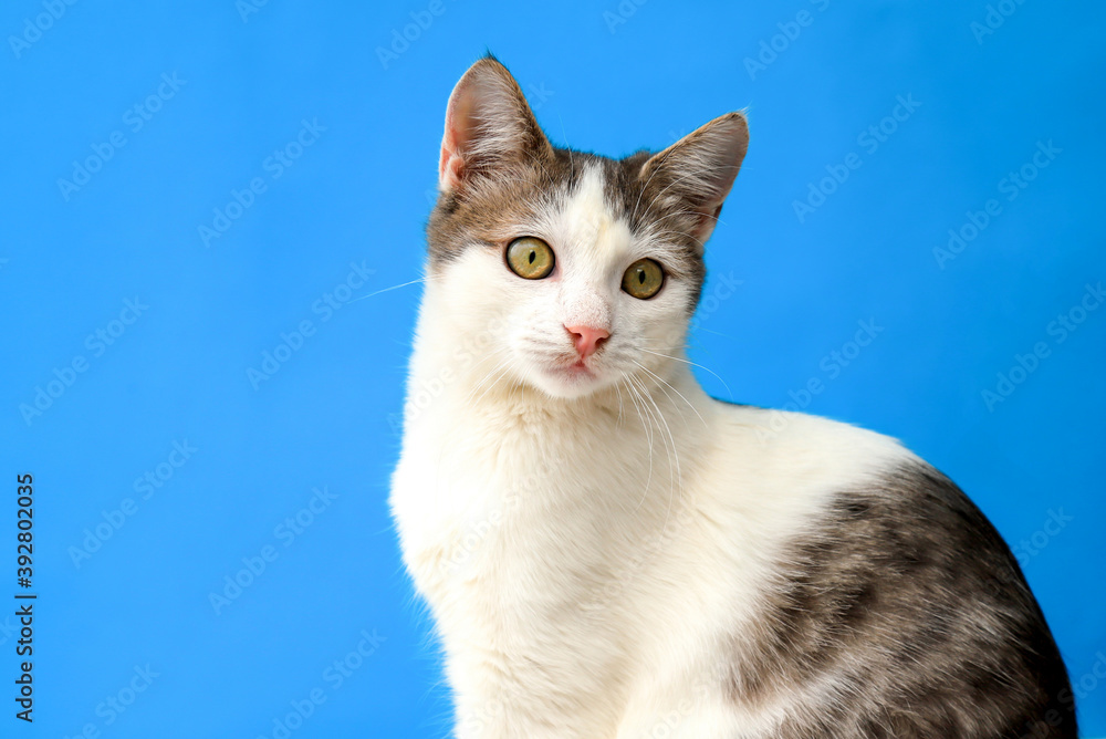 Fototapeta premium Cute white-gray young kitten, shorthair cat, sits on a blue background. A beautiful cat with green eyes looks into the camera. Pets, animals