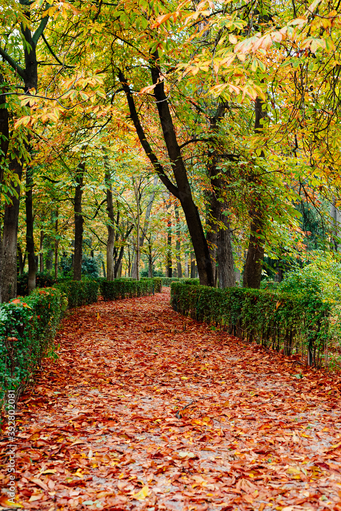 Naklejka premium Scene of the Buen Retiro Park in Madrid during the fall with vibrant colors and the paths covered with fallen leaves