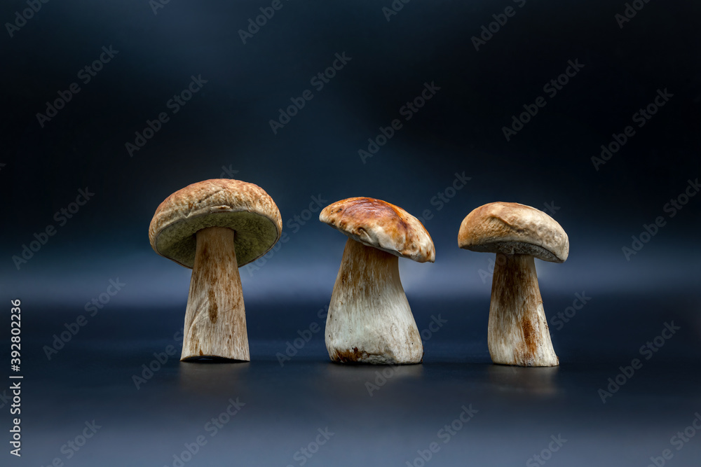 Boletus edulis isolated on dark blue background close up healthy food photo Boletus edulis isolated on dark blue background close up healthy food photo