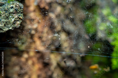Old blank spider web on a tree in a forest in soft focus at high magnification. Abandoned spider trap when the ecological situation changes