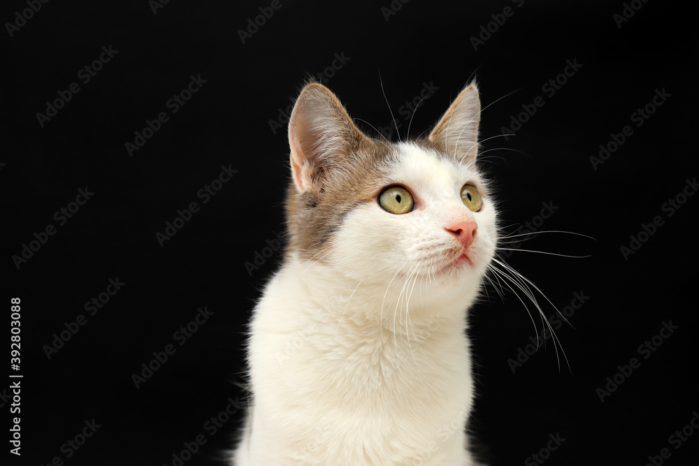 Cute white gray young kitten, shorthair cat, sits on a black background. A beautiful cat with green eyes looks into the camera. Pets, purebred animals