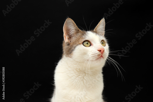Cute white gray young kitten, shorthair cat, sits on a black background. A beautiful cat with green eyes looks into the camera. Pets, purebred animals