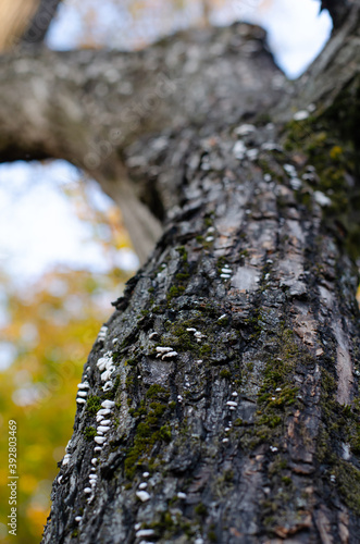 The bark of the tree and the white mycelium or moss covering the bark. Natural background and texture. 