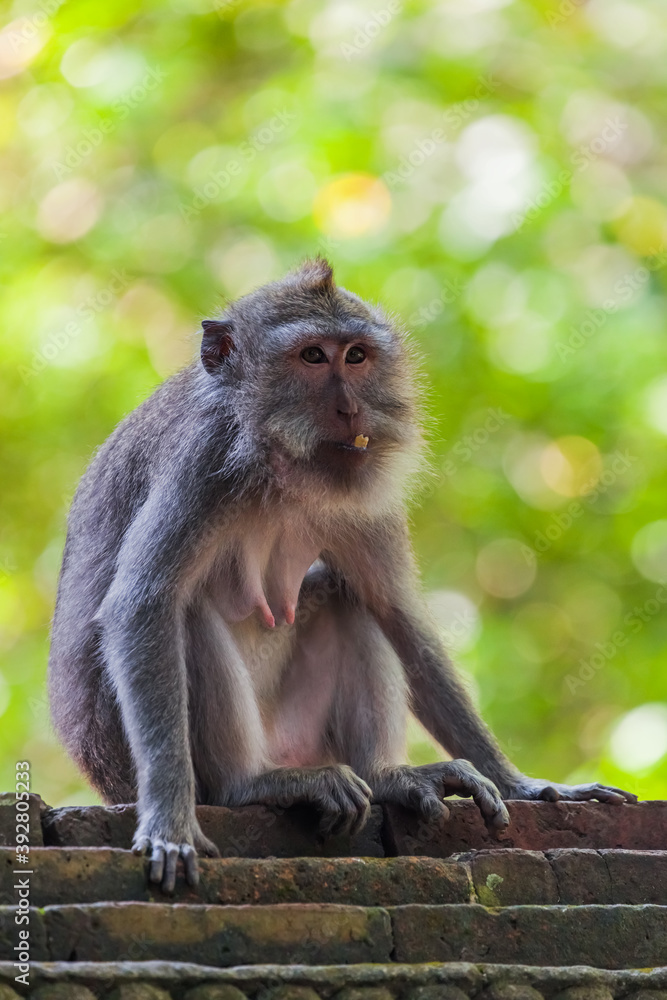 Naklejka premium Monkey in forest park in Ubud - Bali Indonesia