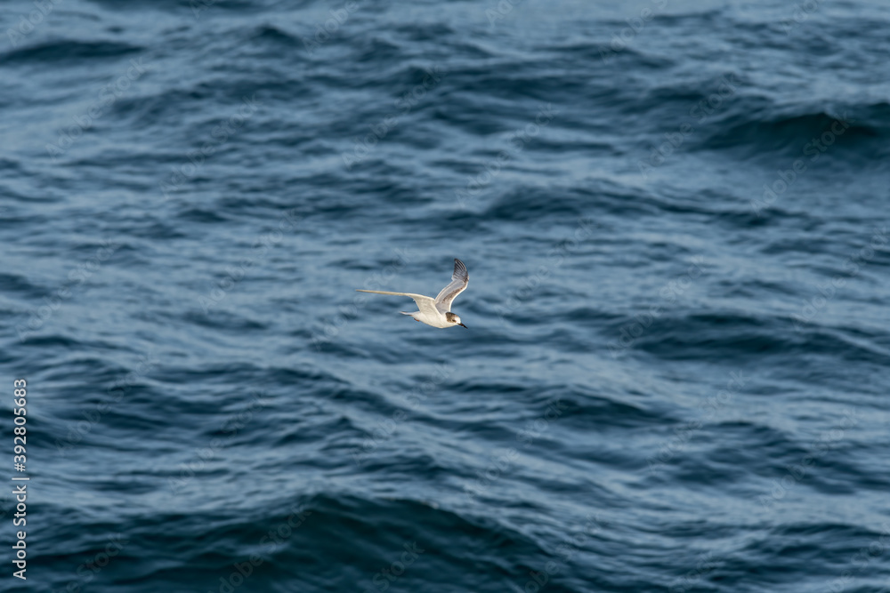Wintering Common Tern (Sterna hirundo) in South Atlantic Ocean, Southern Ocean, Antarctica Wintering Common Tern (Sterna hirundo) in South Atlantic Ocean, Southern Ocean, Antarctica