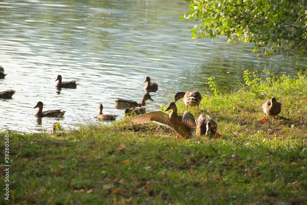 custom made wallpaper toronto digitalfamily of ducks on the lake