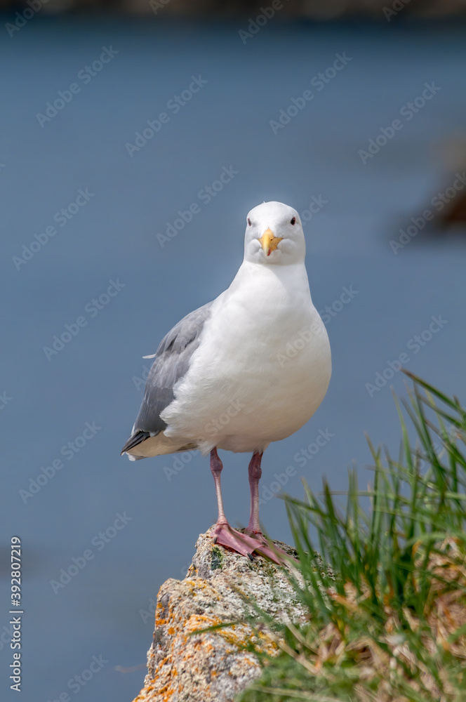 Glaucous-winged Gull (Larus glaucescens) at Chowiet Island, Semidi Islands, Alaska, USA Glaucous-winged Gull (Larus glaucescens) at Chowiet Island, Semidi Islands, Alaska, USA