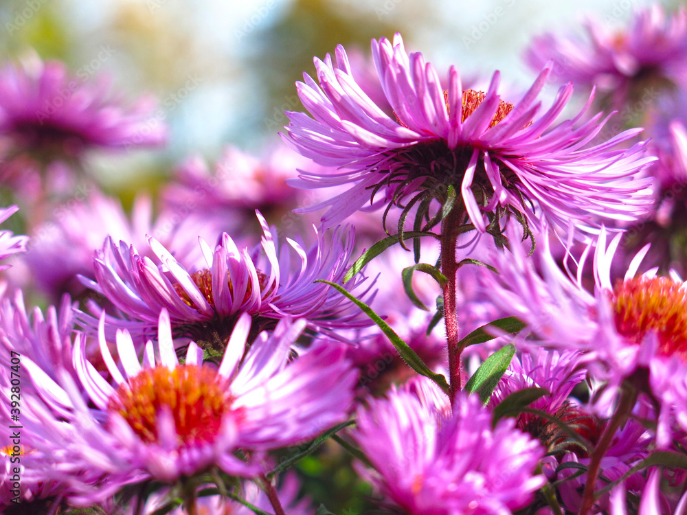 soft purple autumn daisies bloom before the first snow soft purple autumn daisies bloom before the first snow