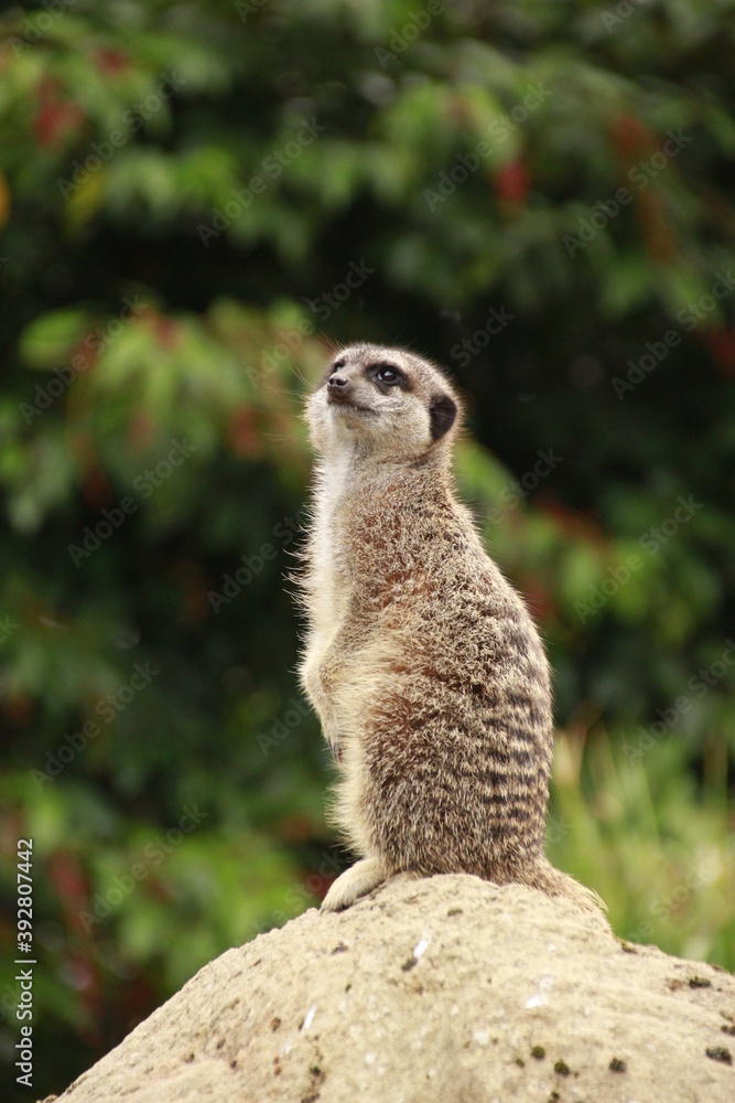 Fototapeta premium Meerkat looking for predators
