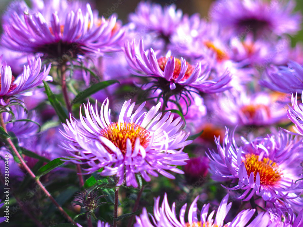 soft purple autumn daisies bloom before the first snow soft purple autumn daisies bloom before the first snow