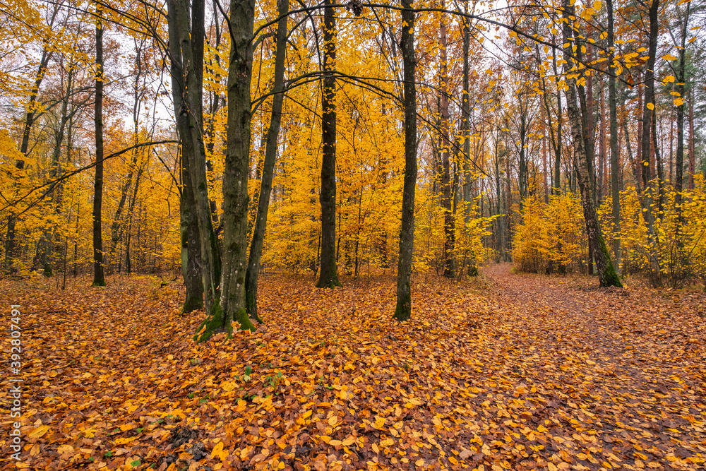 beautiful autumn trees in the forest beautiful autumn trees in the forest