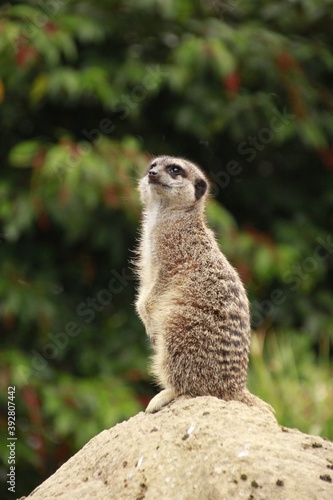 Meerkat looking for predators