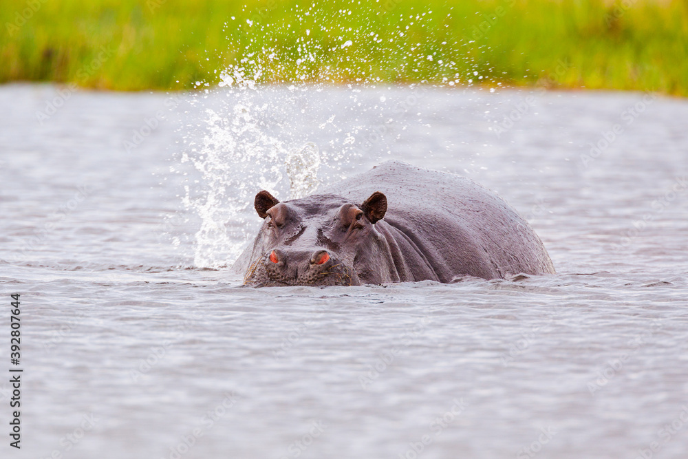 Fototapeta premium Hippopotamus (Hippopotamus amphibius) in the Khwai river in Moremi Game Reserve, Botswana