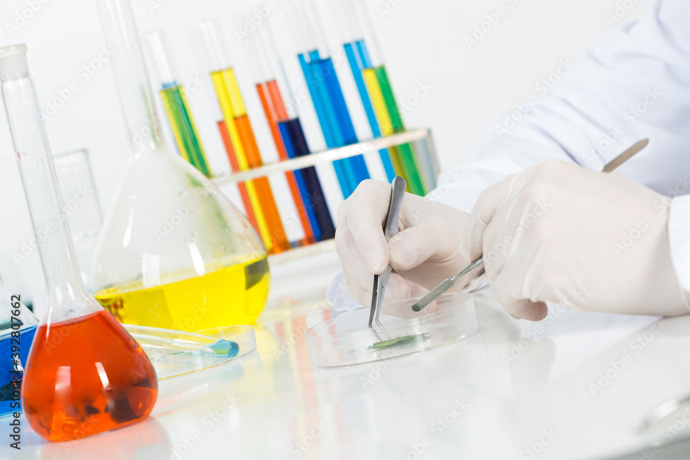 Researching sample with tweezers in petri dish Researching sample with tweezers in petri dish