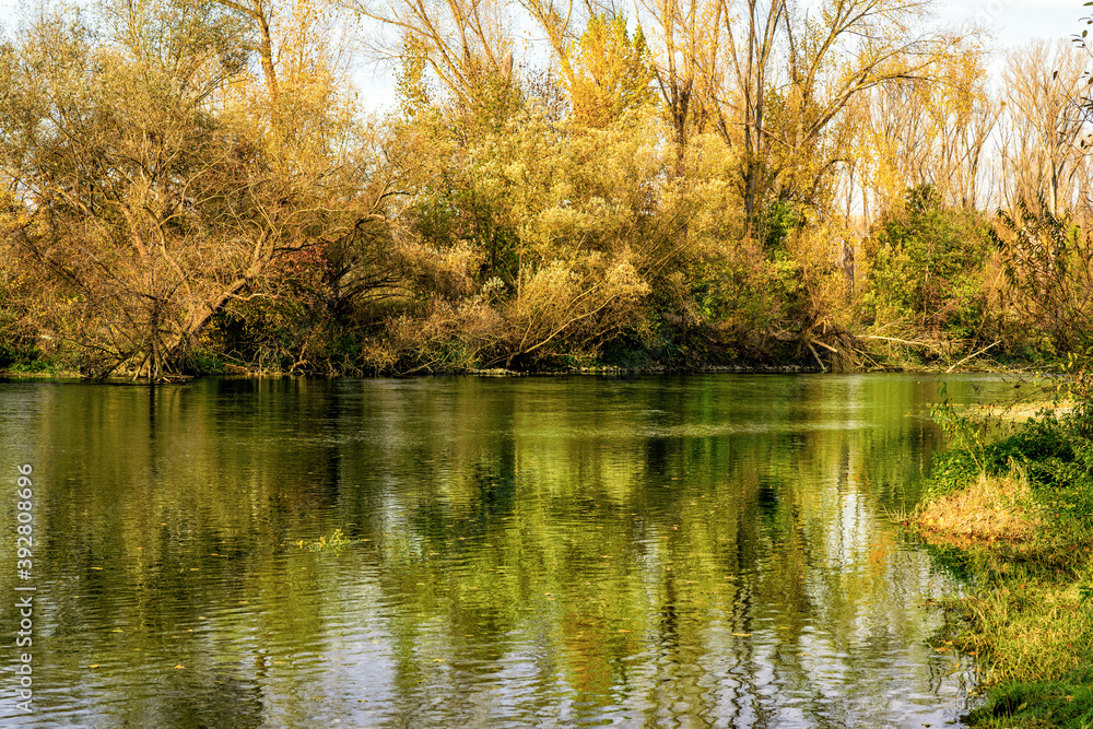 Natürliche Uferbefestigung am Fluss Sieg bei Bonn aus Weidengehölzen Natürliche Uferbefestigung am Fluss Sieg bei Bonn aus Weidengehölzen