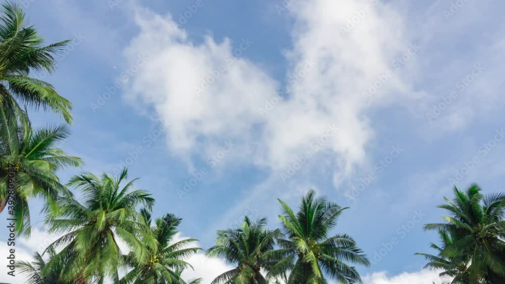 Timelapse of low angel view on clear blue sky with wispy white clouds slow moving above palm leaves or coconut trees, summer time in southern part in Thailand landscape background. Timelapse of low angel view on clear blue sky with wispy white clouds slow moving above palm leaves or coconut trees, summer time in southern part in Thailand landscape background.