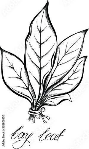 Kitchen herbs and spices. Bay laurel leaf. Hand drawn vector illustration.