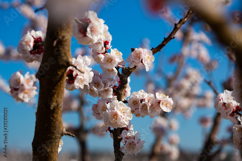 Close-up of blossoming of apricots in the fields and meadows of Europe in the spring