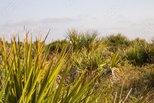 grass on the beach
