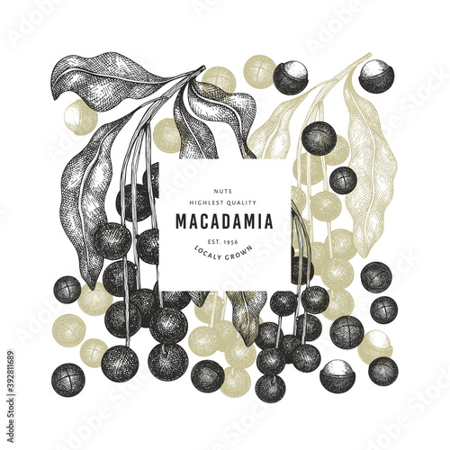Hand drawn macadamia branch and kernels design template. Organic food vector illustration on white background. Retro nut illustration. Engraved style botanical banner.