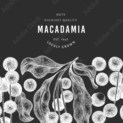 Hand drawn macadamia branch and kernels design template. Organic food vector illustration on chalk board. Vintage nut illustration. Engraved style botanical banner.