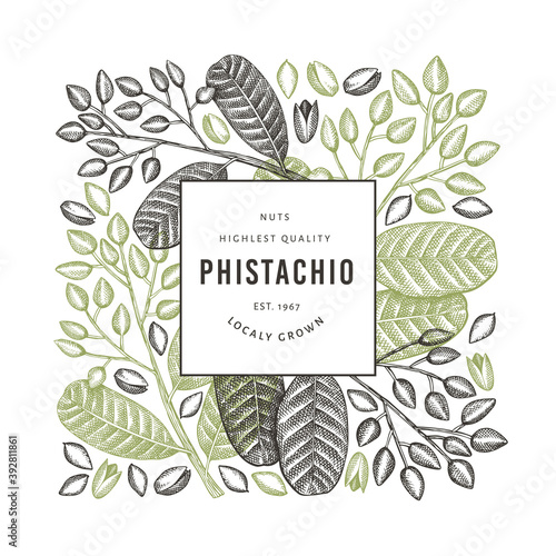 Hand drawn phistachio branch and kernels design template. Organic food vector illustration on white background. Retro nut illustration. Engraved style botanical banner.