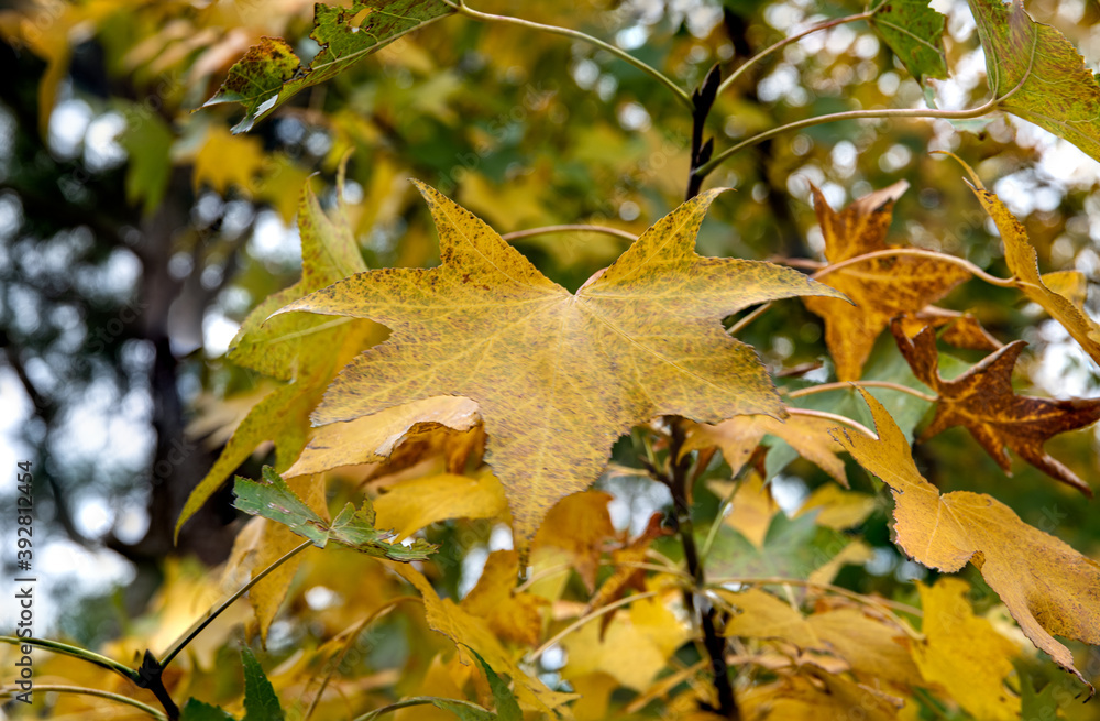 Fototapeta premium 秋色の楓の葉っぱ