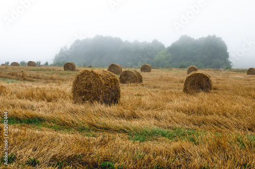 Foggy morning and straw bales on the meadow