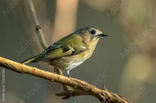 Goldcrest bird, Regulus regulus, foraging through branches of trees and bush