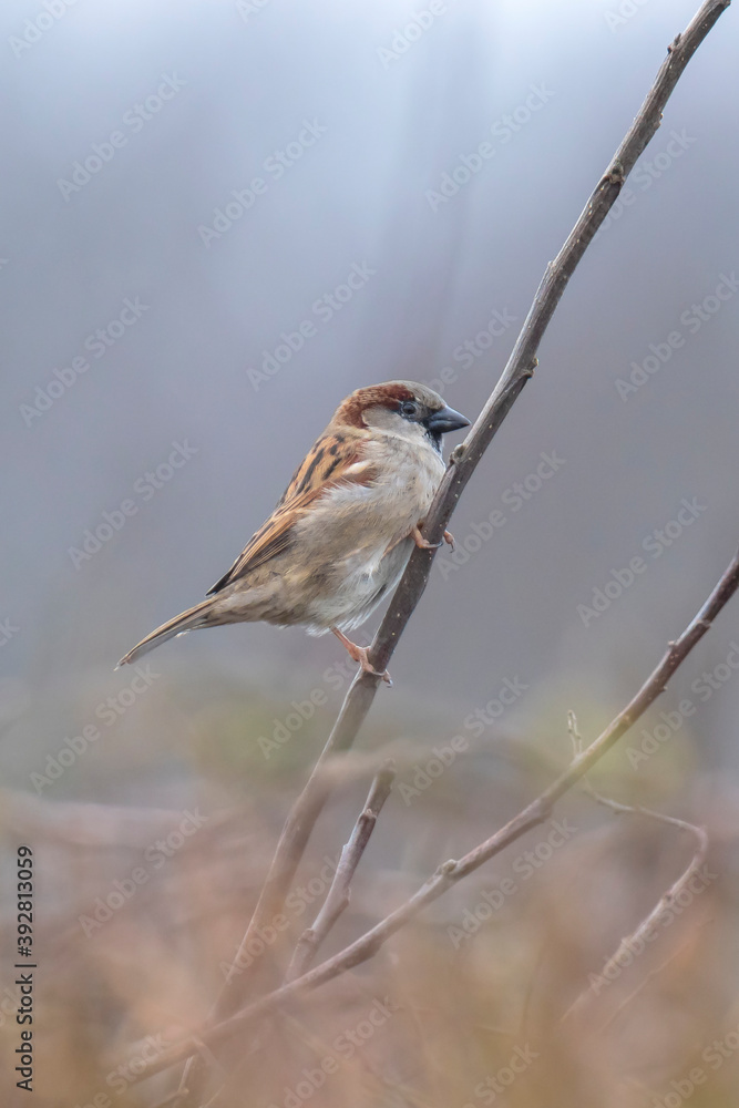 Fototapeta premium House Sparrow bird, passer domesticus, foraging in a hedge