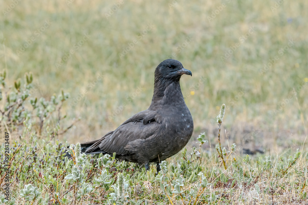 Fototapeta premium Pomarine Jaeger (Stercorarius pomarinus) in Barents Sea coastal area, Russia