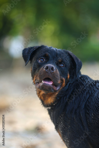 Rottweiler dog in Sri lanka