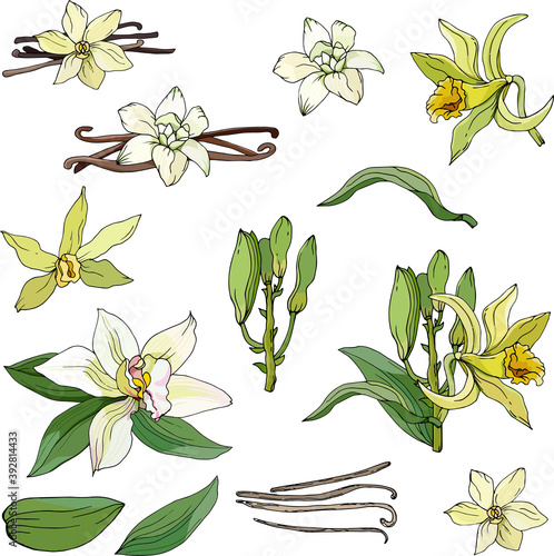Set of vanilla, flowers and sticks cut out on a white background, hand-drawn vector illustration.