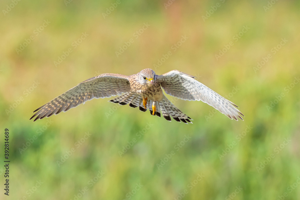 Fototapeta premium Kestrel falco tinnunculus closeup in flight