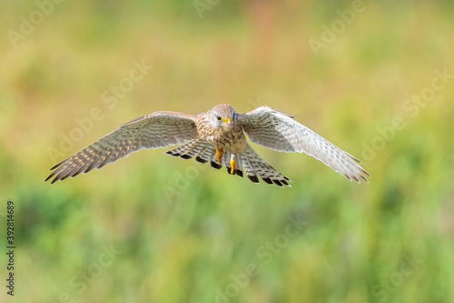 Kestrel falco tinnunculus closeup in flight