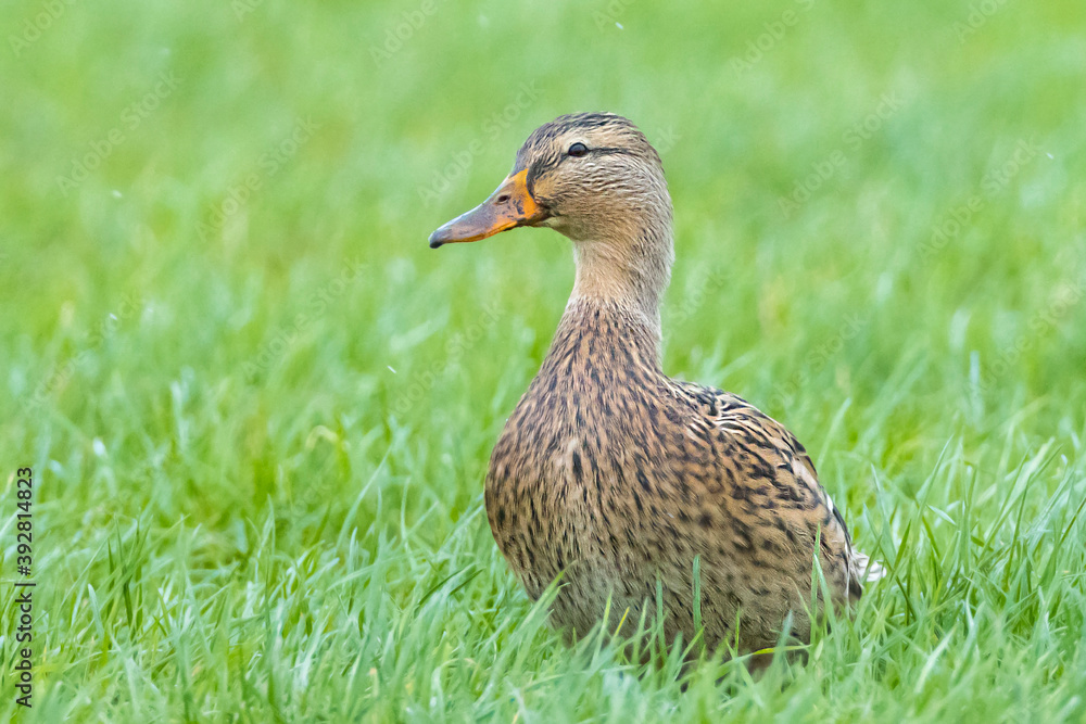 A female mallard dabling duck, Anas platyrhynchos, standing in grass, A female mallard dabling duck, Anas platyrhynchos, standing in grass,