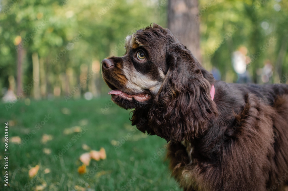 Cute red chocolate tricolor dog american cocker spaniel breed. Puppy in autumn fall park Cute red chocolate tricolor dog american cocker spaniel breed. Puppy in autumn fall park