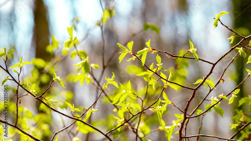 Fresh young green leaves on twig tree growing in spring